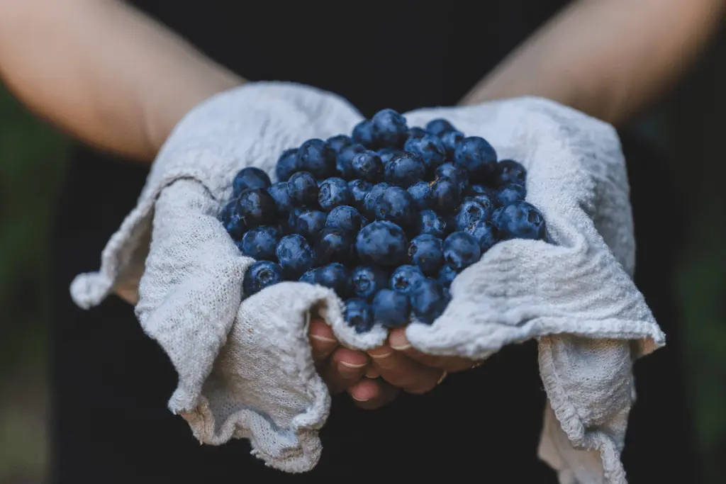Heidelbeeren in einem Tuch von zwei Händen gehalten.