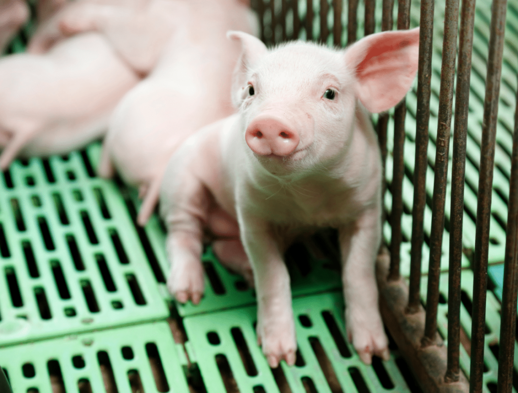 Kleines rosa Ferkel in einem Stall auf grünem Spaltenboden und mit Gitterstäben auf der rechten Seite