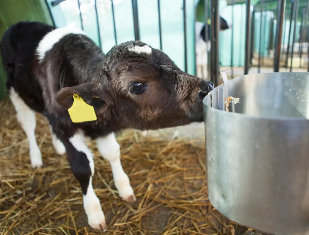 Milchindustrie: Schwarz-weißes Kalb alleine in einem Stall mit Gittern im Hintergrund