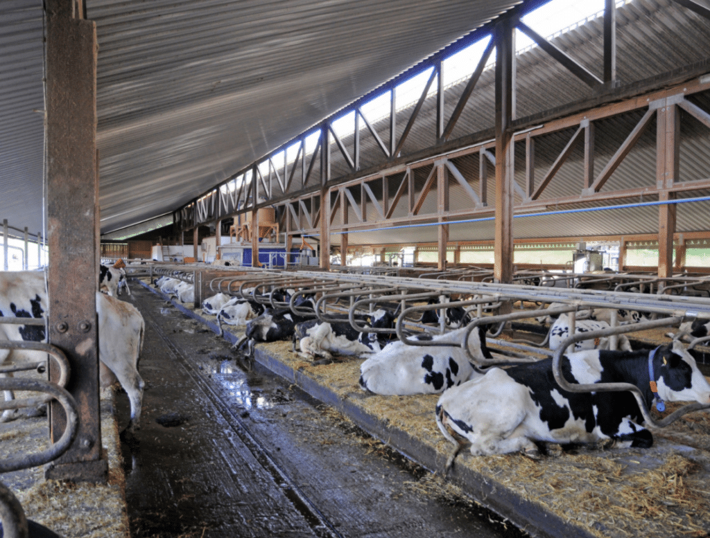 Milchindustrie: Kühe liegend in einem Stall auf verdrecktem Boden mit etwas Stroh