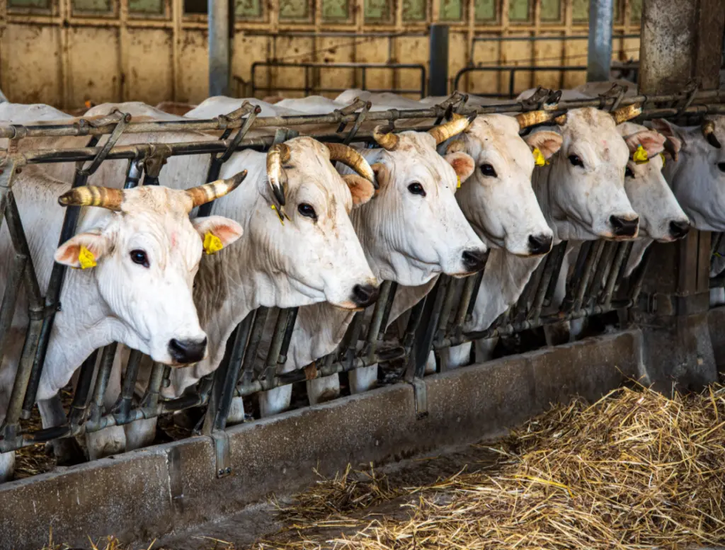 Milchindustrie: Kühe dicht an dicht im Stall mit den Köpfen zwischen Gitterstäben