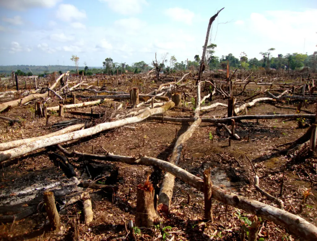 Umweltzerstörung durch Tierindustrie: Abgeholzter Regenwald im Amazonasbecken