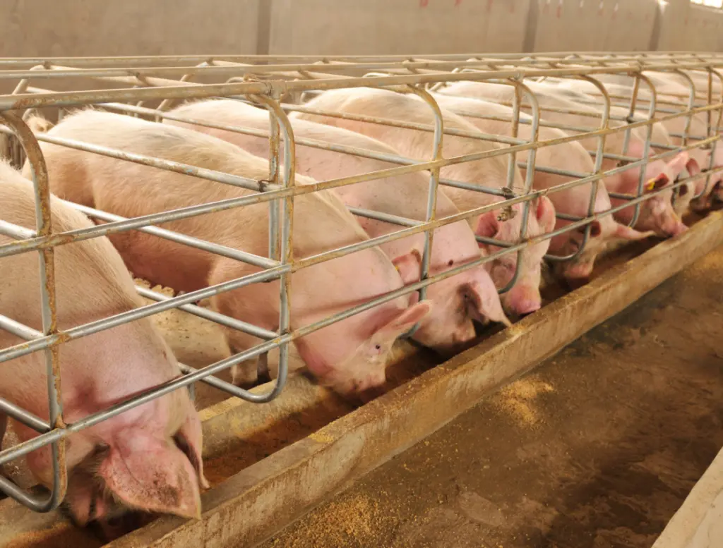Massentierhaltung: Schweine in einem trostlosen Stall in kleinen vergitterten Einstellplätzen