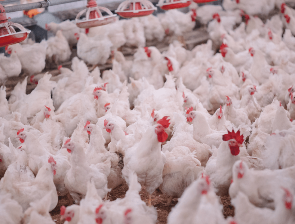 Massentierhaltung: Hühner in einer Geflügelfarm