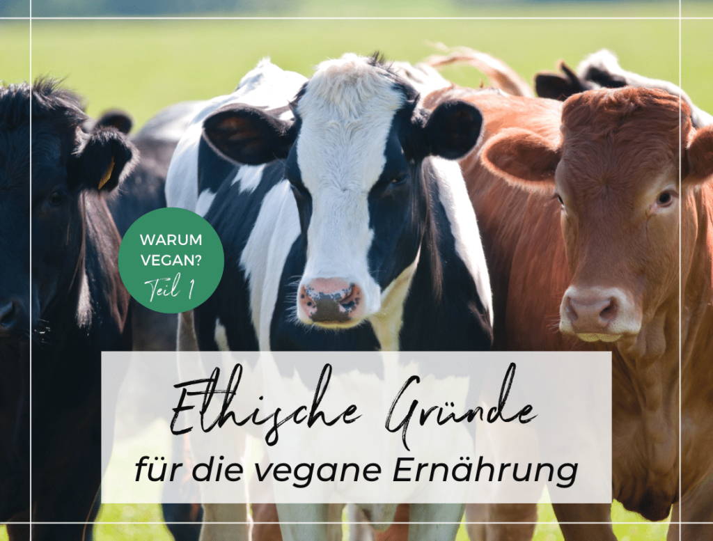 Eine schwarze, eine schwarz-weiße und eine braune Kuh mit Blick in Richtung Kamera auf einer Wiese. Aufschrift: "Ethische Gründe für die vegane Ernährung"