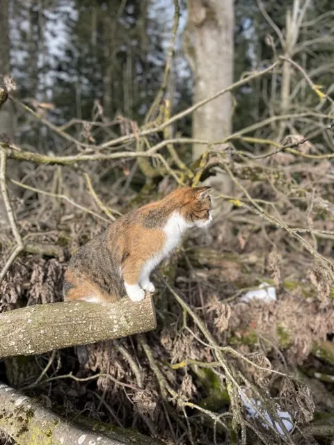 Sarahs Katze Maja.